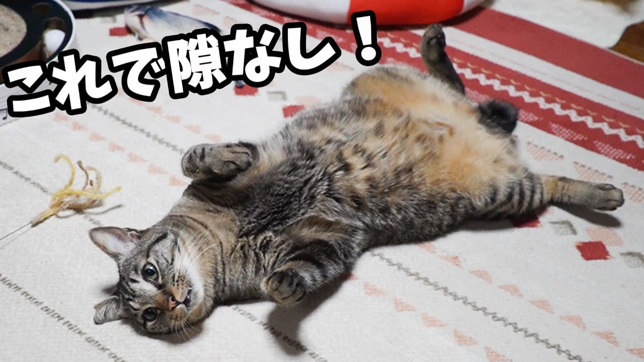 へそ天プロな猫に隙はない☆ガーちゃんの豪快へそ天【リキちゃんねる