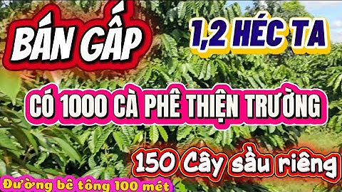 Bán gấp lô đất 1,2 héc ta cà phê sầu riêng giá rẻ bất ngờ tại xã ia pia tỉnh gia lai 