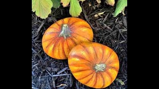 Pumpkin Rock Painting Lesson