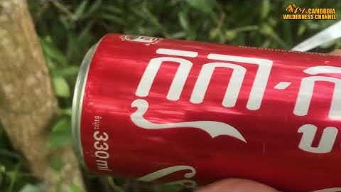 Easy Coca Cola Can Bird Trap   Awesome Quick Bird Trap Using Coca Cola Can That Work 100%