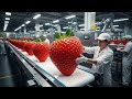 Inside a Modern Strawberry Factory | From Farm to Fresh Desserts (The Whole Process)