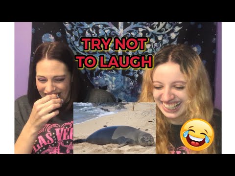 TRY NOT TO LAUGH | ANIMALS FARTING | 1000 SUBS