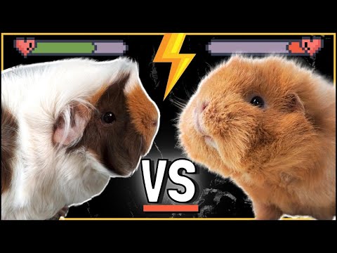 Video: Zullen cavia's vechten?