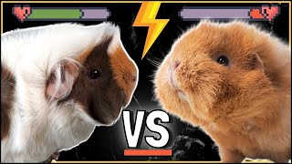 When Guinea Pigs FIGHT! What to do and how to make it stop!