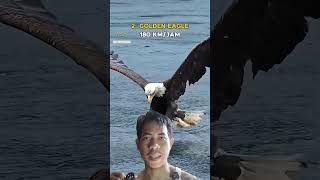 The fastest creature on earth right now 🔥#reaction #shorts #viral #vidioviral #birds