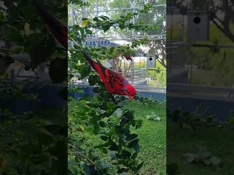 Look At This Blue Streaked Lory | Exotic Birds | #lory #youtubeshorts #bird #shorts