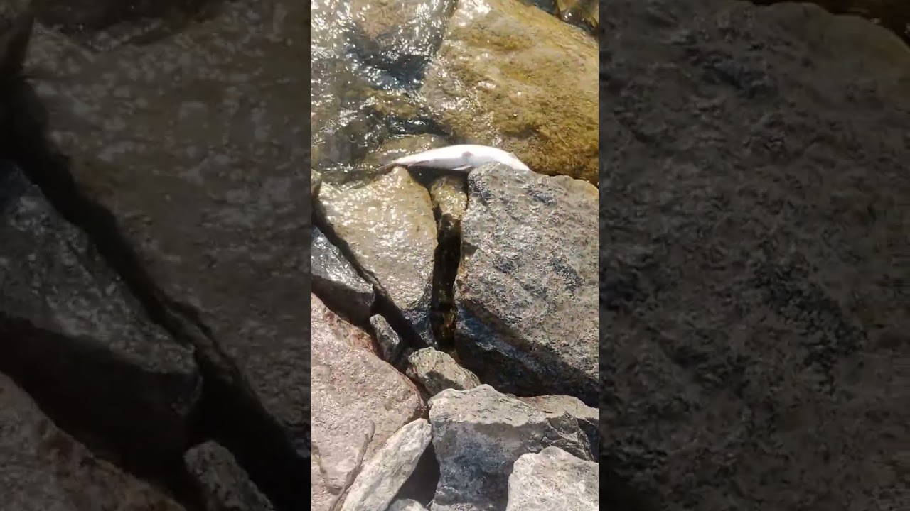 ranganayaka Sagar dam lo fish 🐠