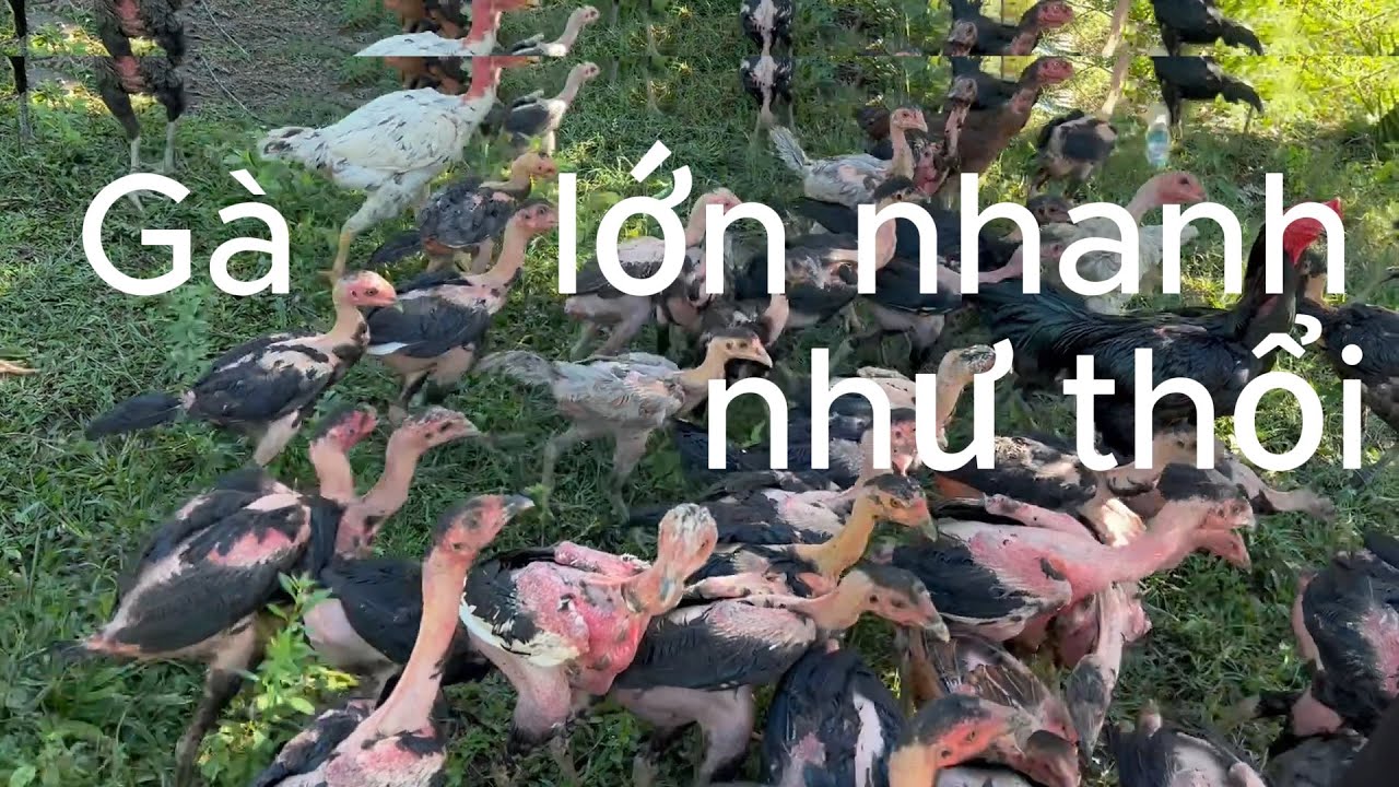 Cách nuôi gà khỏe mạnh nhanh lớn tốn ít tiền | Nguyễn Viết Hòa