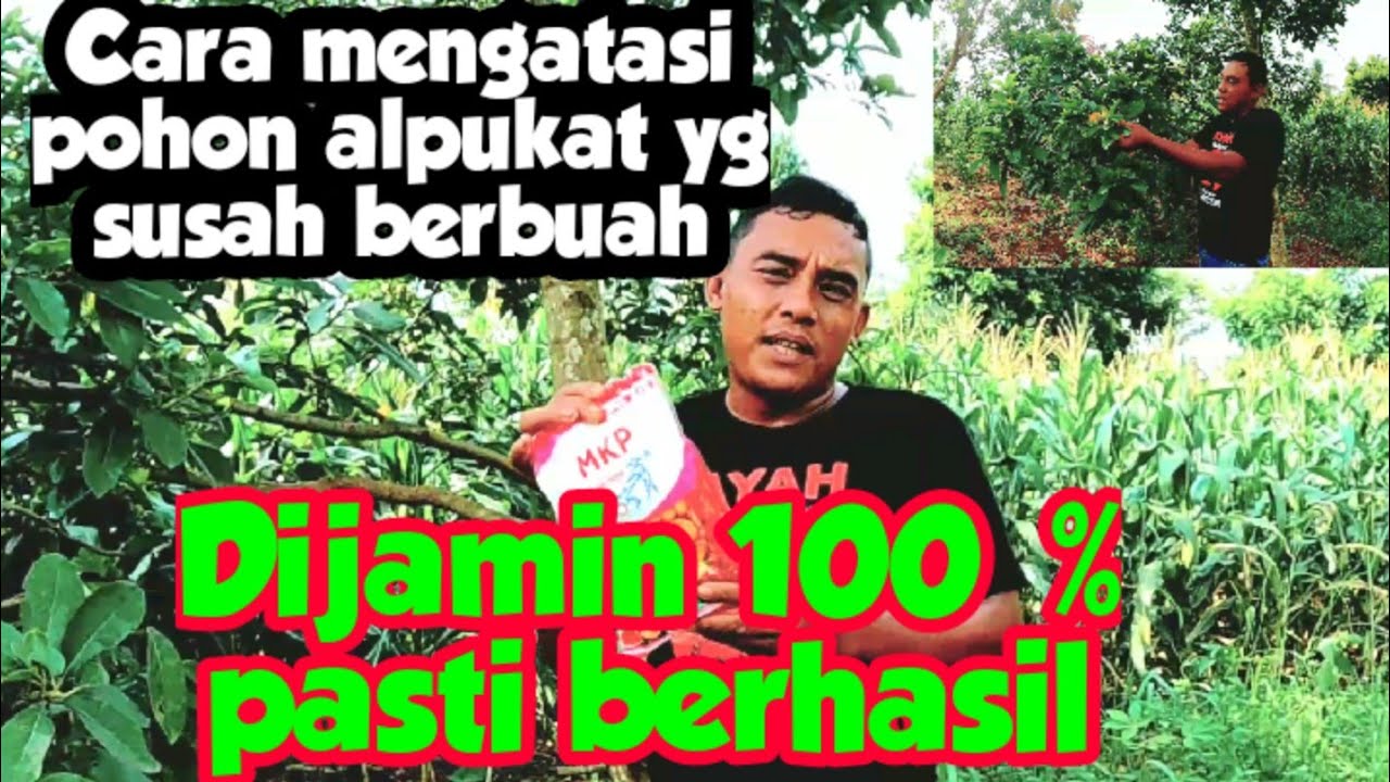 Cara mengatasi pohon Alpukat yang susah berbuah