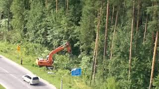 Как валили сосны на ул. Харитона (г. Саров) Как валили сосны на ул. Харитона (г. Саров)