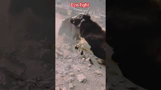 Dzo dangerous fight | Yak breed | Yak Fight | #shorts #qurbani