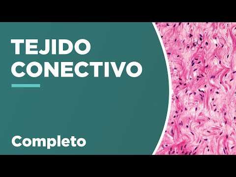 TEJIDO CONECTIVO: Composición y clasificación