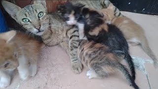 kitten routine| mom little Cat's day of meowing and play and feeding by world of stray meowing  428 views 8 months ago 3 minutes, 9 seconds