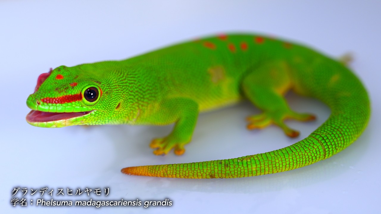 How to keep a beautiful emerald green gecko [Grandis Day Gecko