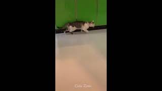Kucing Moonwalk Ala Michael Jackson shorts