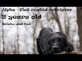 Dog tricks and fun | Flat coated retriever Alpha - 2 year old の動画、YouTube動画。