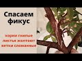 Спасаем фикус! Его выбросили, я подобрала. Корни фикуса гнилые, листья желтеют...