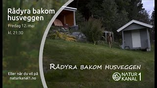 Rådyra bakom husveggen / The roe deer&#39;s by the house