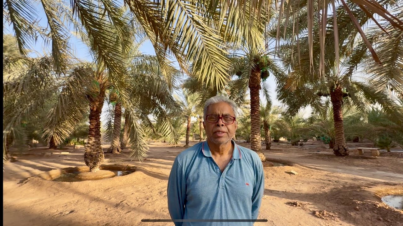 Life in a Saudi Date Farm 🌴 | Harvesting Dates | Hindi | 