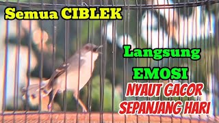 Pancingan CIBLEK semi Agar cepat bunyi, dengan Cepat merangsang Ciblek semi bahan cepat bunyi
