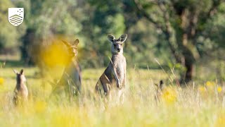 Virtual Woodlands | Explore the box-gum woodlands of Canberra