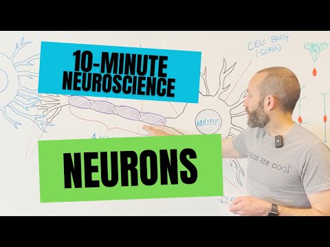 10-Minute Neuroscience: Neurons