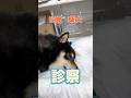 焼き鳥を串ごと飲み込んだ6歳の柴犬が動物病院にやってきた!