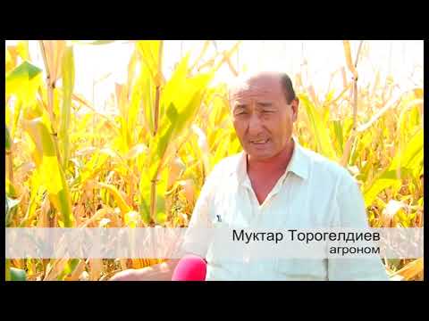 Video: Маанилүү фигурага кантип тегеректейсиз?