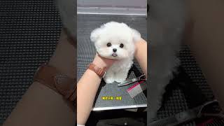 Do You Like This Little Bichon Frize? It's Docile And Clingy. If You Look Closely, It Looks Like A