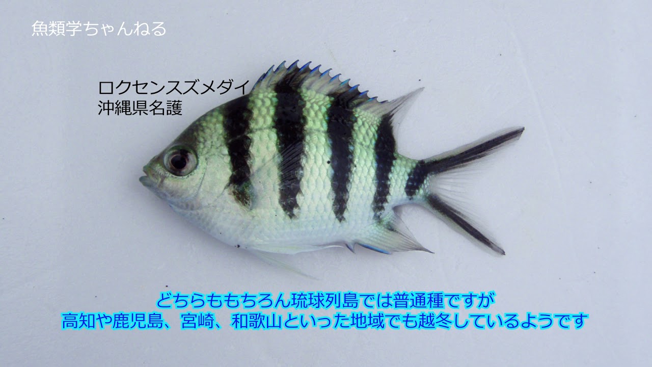 魚の見分け方016 オヤビッチャとロクセンスズメダイの見分け方 Youtube