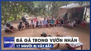 Vào Tận Vườn Nhãn Trong Cù Lao Để Đá Gà 17 Người Vẫn Bị Vây Bắt