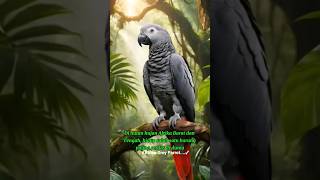 *Burung African Grey Parrot...✓. 'ahli meniru suara manusia... #birdsounds #burungkicau #wildlife