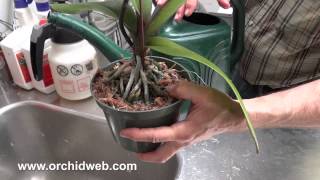 Orchid Web - Green Jungle™ Orchid Fertilizer @OrchidWebTV
