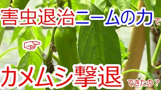 害虫退治 ニームの力でカメムシは撃退できたのか？