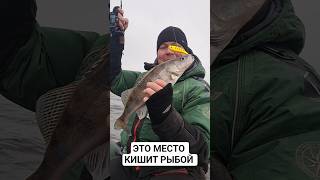 Это место кишит рыбой🐟 #рыбалка #fishing #рекомендации #виб #блесна #спиннинг #romanboldov #судак