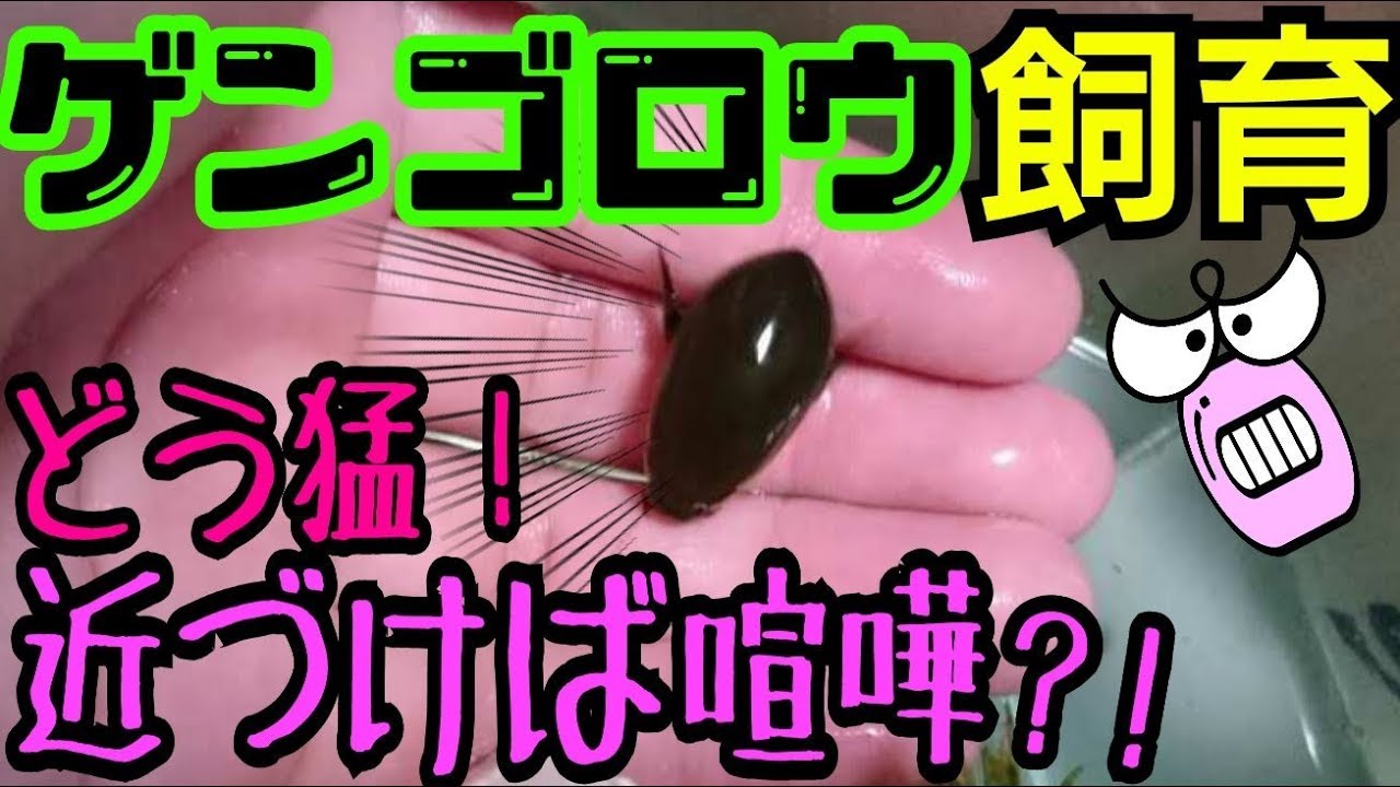 ゲンゴロウはどう猛 エサあげると発狂 Youtube