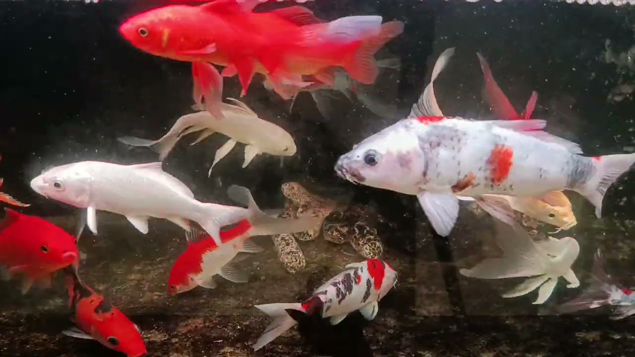 Unboxing Ikan Hias Warna Warni, Ikan Mas Koki, Ikan Oscar, Ikan Cupang, Ikan Lele, Ikan Glofish