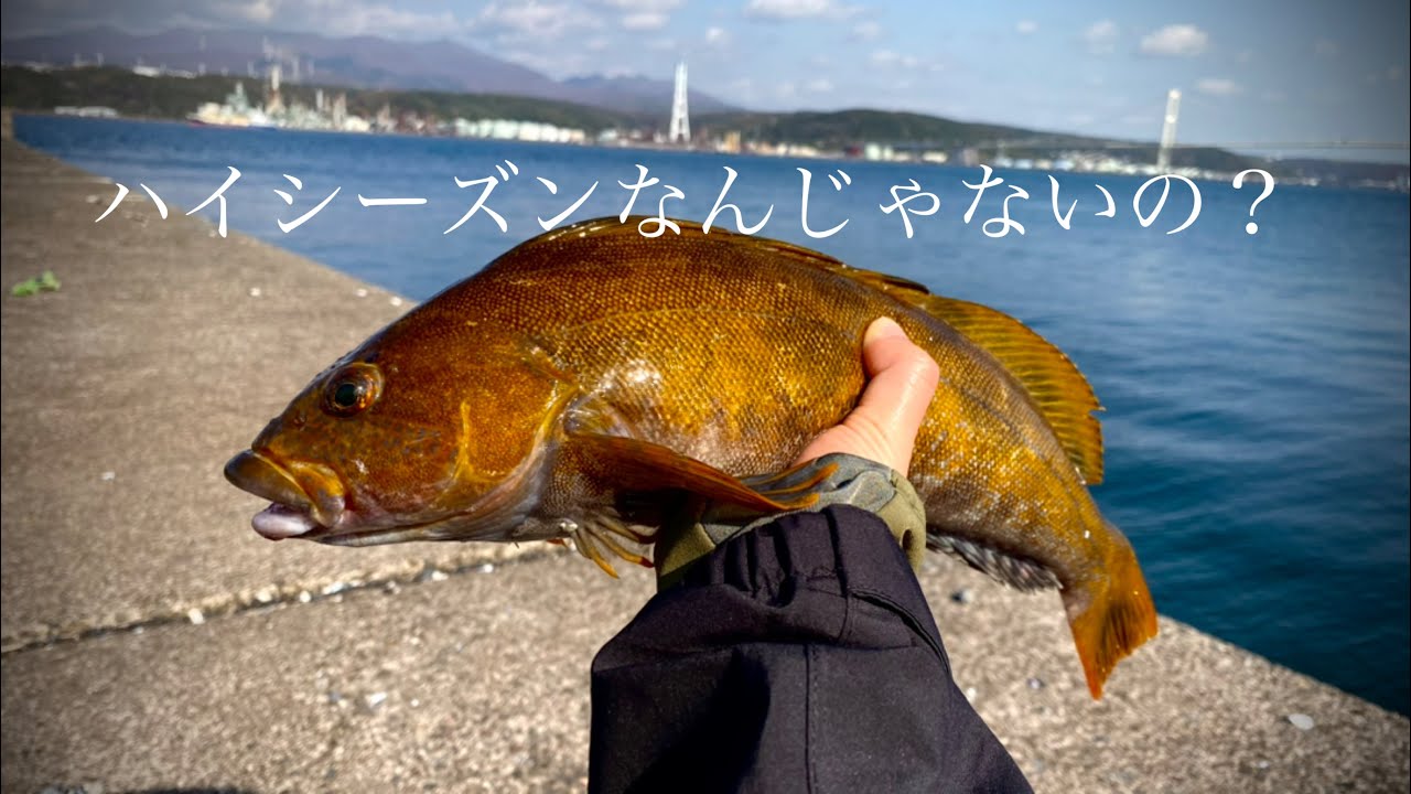 ハイシーズンだと思っていたら想像以上に苦戦した【アイナメ】