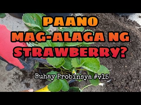 PAANO MAG-AALAGA NG STRAWBERRY? || Buhay Probinsya #v15/tiya gina's channel PAANO MAG-AALAGA NG STRAWBERRY? || Buhay Probinsya #v15/tiya gina's channel