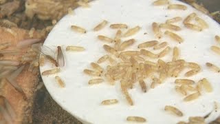 What you need to know about termites in South Florida