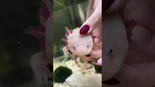 Какой Аксолотль на ощупь💗 #аксолотль #axolotl