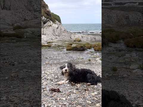 🐕Enjoying the Devon coast with my dog! #coastalviews  #southwestcoastpath #dogadventure #shorts