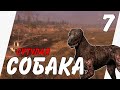 ДОБРАТЬСЯ ДО СКАДОВСКА ► STALKER MISERY 2.2.1+GUNSLINGER [x7] 18+