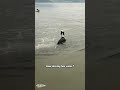 Does this dog fear water?#dogs #shibainu #frenchbulldog #greyhound #petfacts