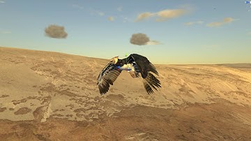 Aquila Bird Flight Simulator - Harpy Eagle