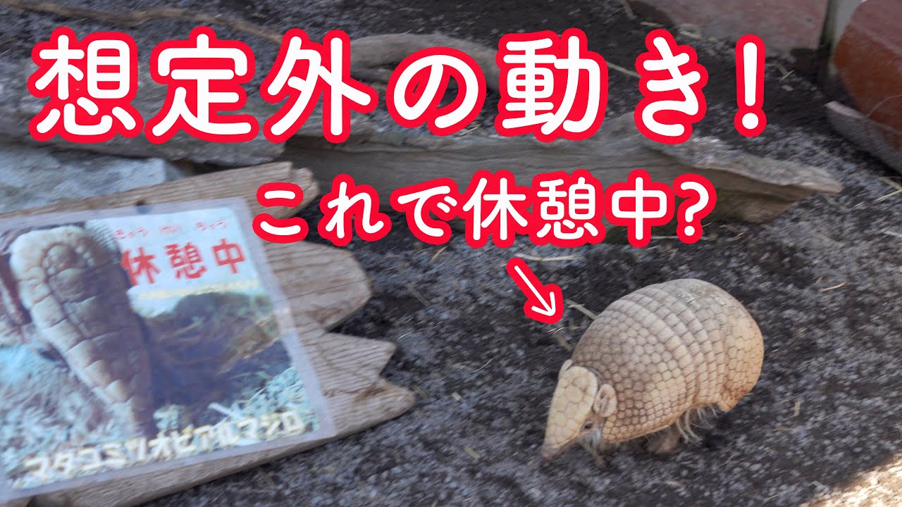 想定外 アルマジロの歩き方を見て Amazing Armadillo Walking 伊豆アニマルキングダムのアルマジロ Youtube