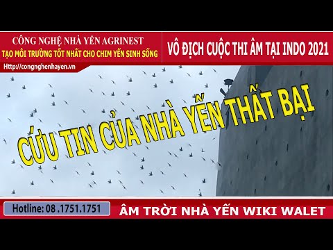 Video Âm thanh dụ yến ngoài trời - youtube