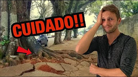 Quais árvores podem ser plantadas em calçadas?