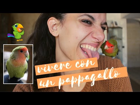 Video: Come Trattare Un Pappagallino