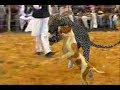 Dogs who actually fought leopards - Only in India!!!